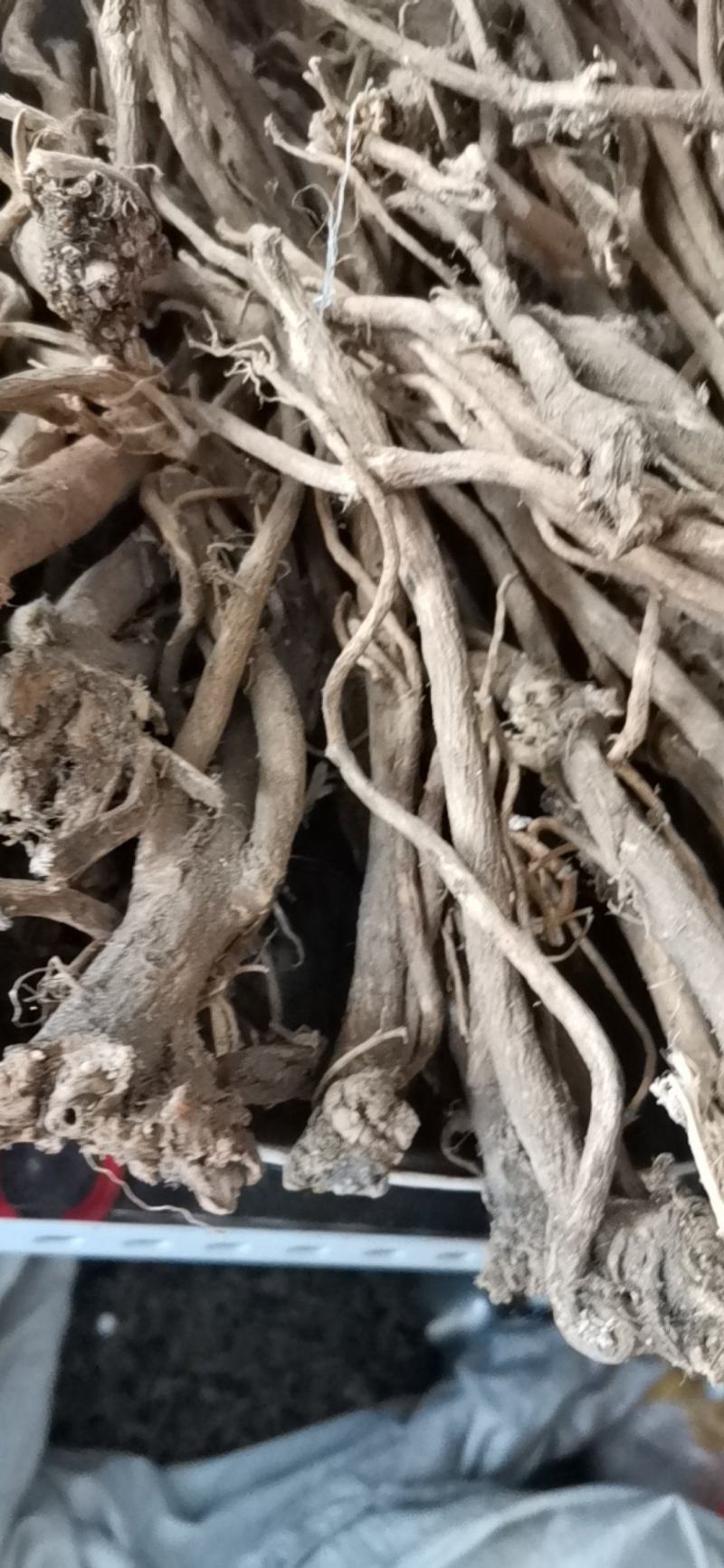 长白山黄芪整枝黄芪
