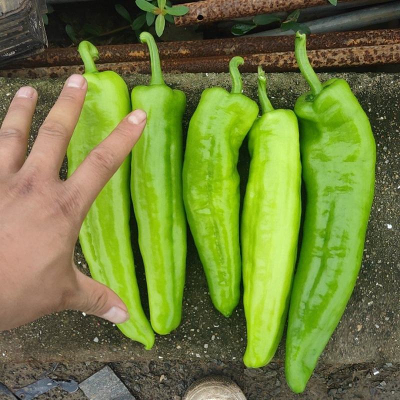 黄皮大青椒