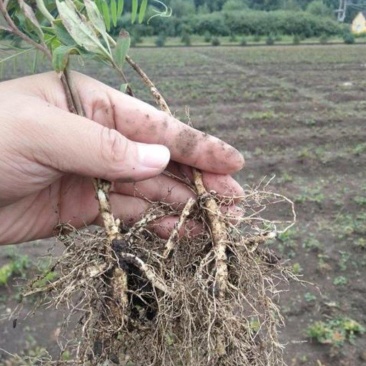 【精品】白鲜皮种苗，苗圃出售，量大从优，价格优惠技术指导