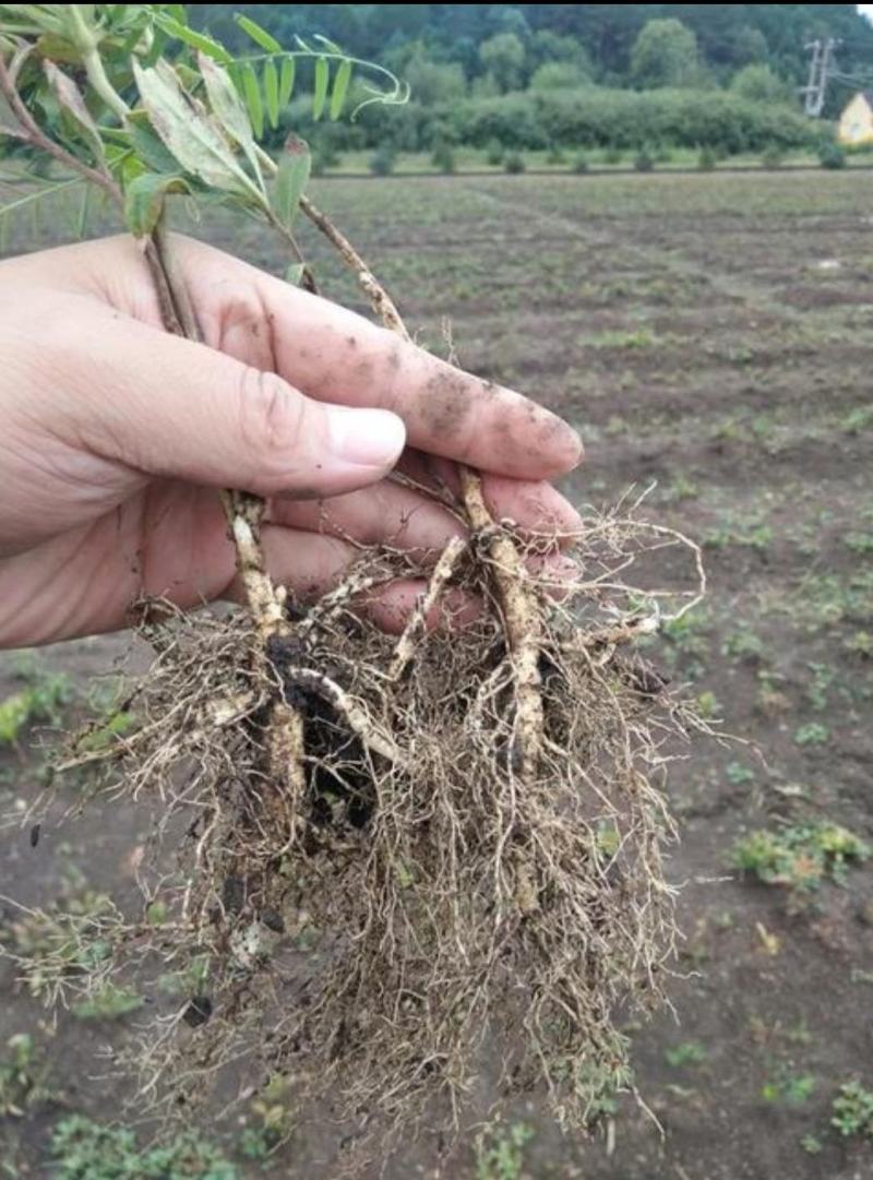 【精品】白鲜皮种苗，苗圃出售，量大从优，价格优惠技术指导