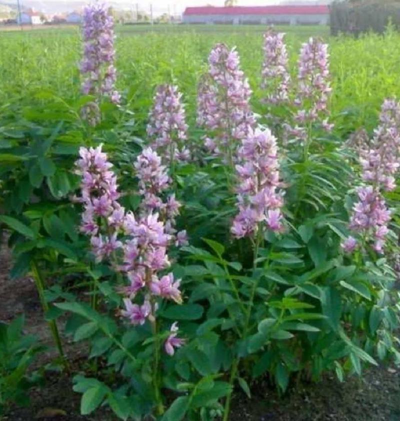 【精品】白鲜皮种苗，苗圃出售，量大从优，价格优惠技术指导