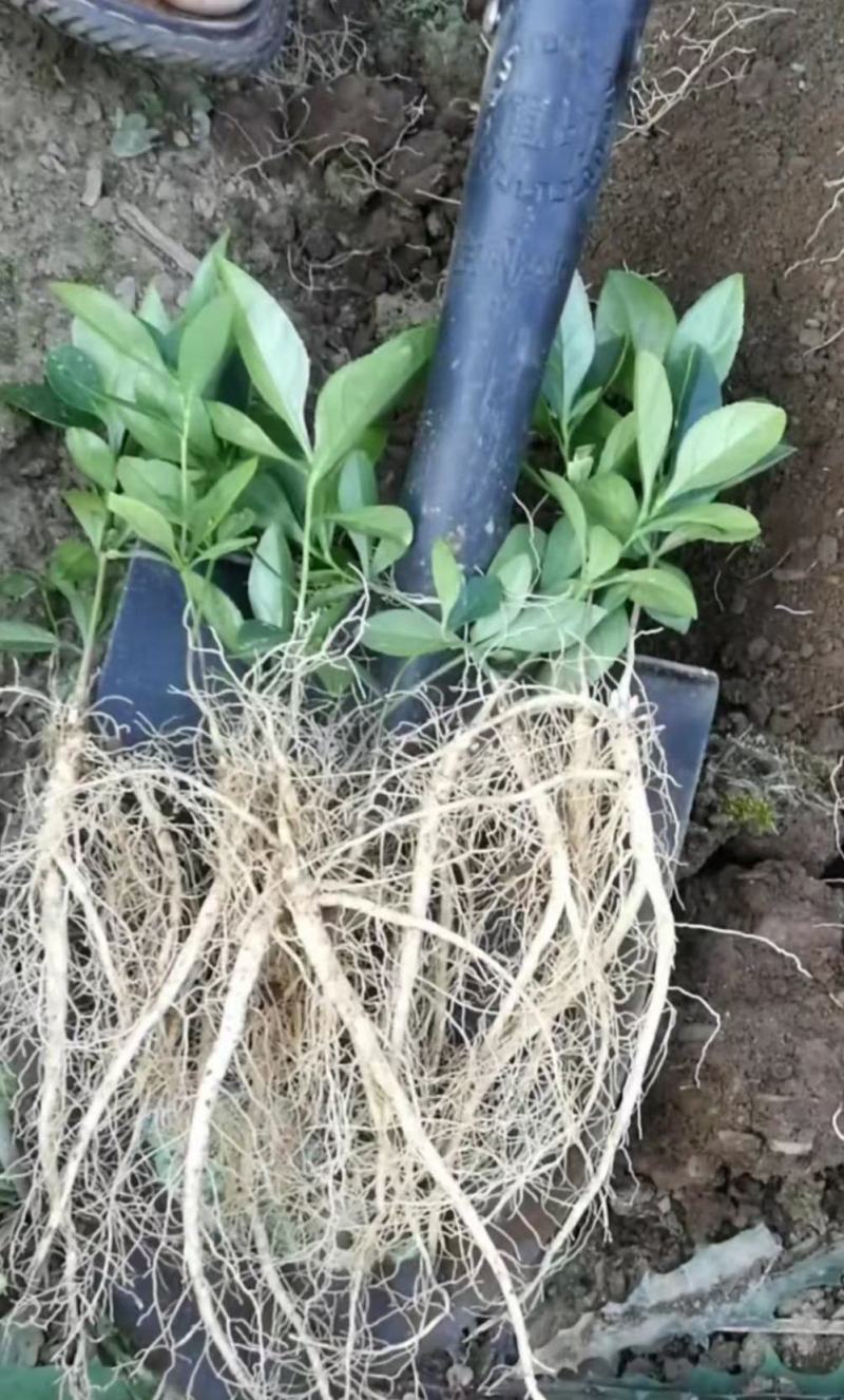 【精品】白鲜皮种苗，苗圃出售，量大从优，价格优惠技术指导