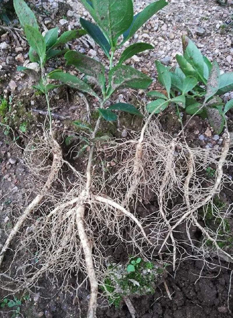 【精品】白鲜皮种苗，苗圃出售，量大从优，价格优惠技术指导