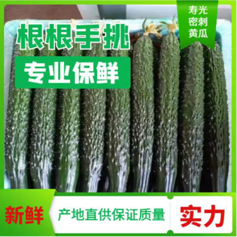 寿光密刺黄瓜，货源充足稳定，欢迎选购看货方便交通便利