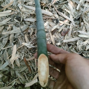 大量批发实心竹