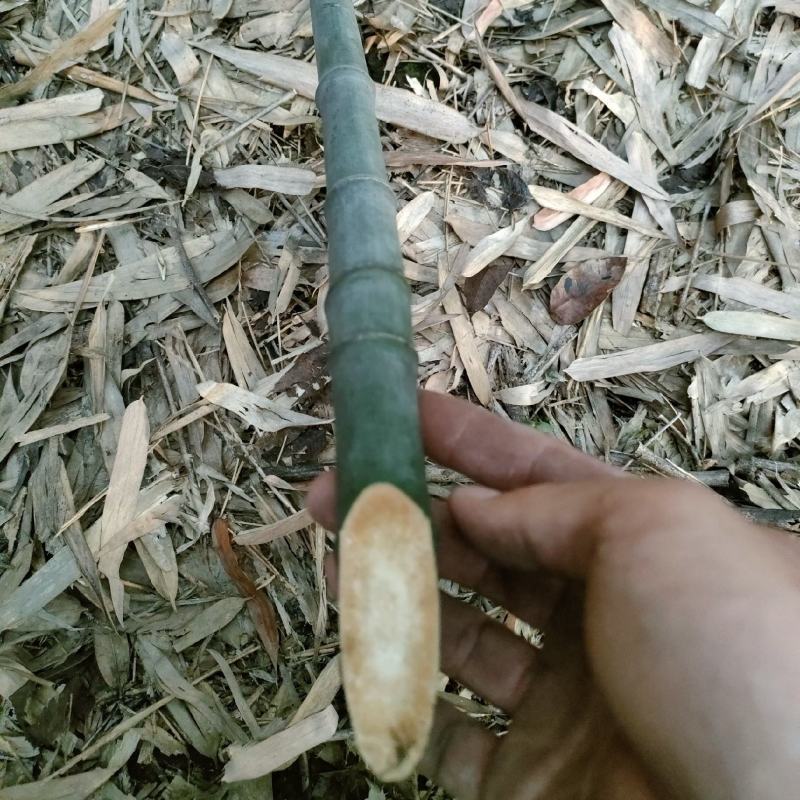 大量批发实心竹