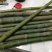 大量批发实心竹