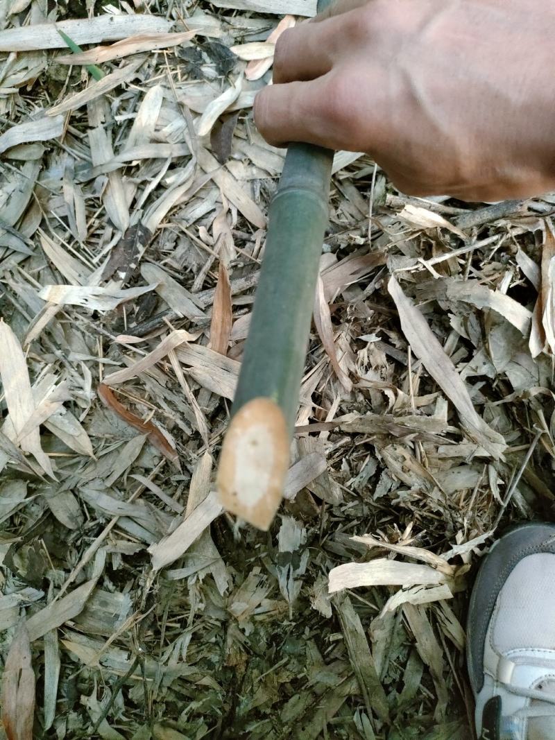 大量批发实心竹