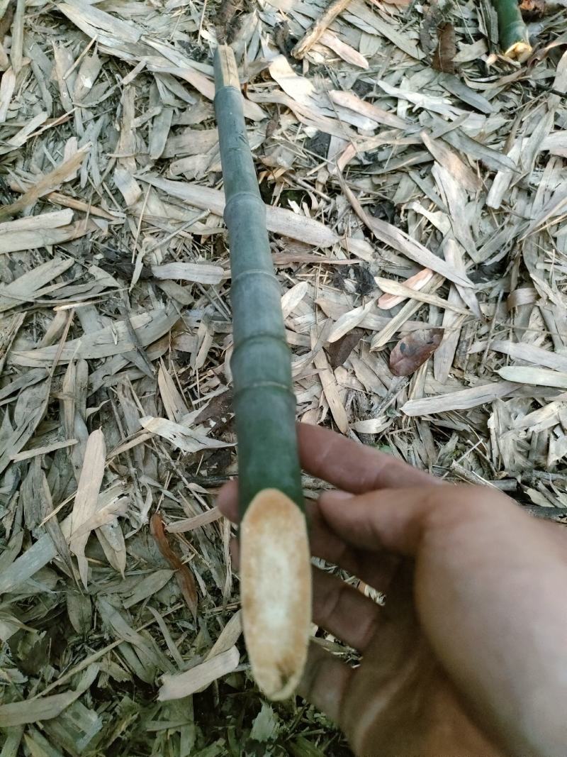 大量批发实心竹