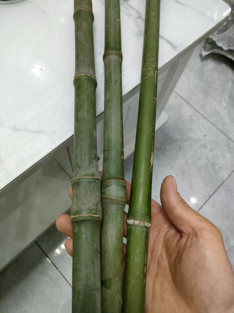 大量批发实心竹