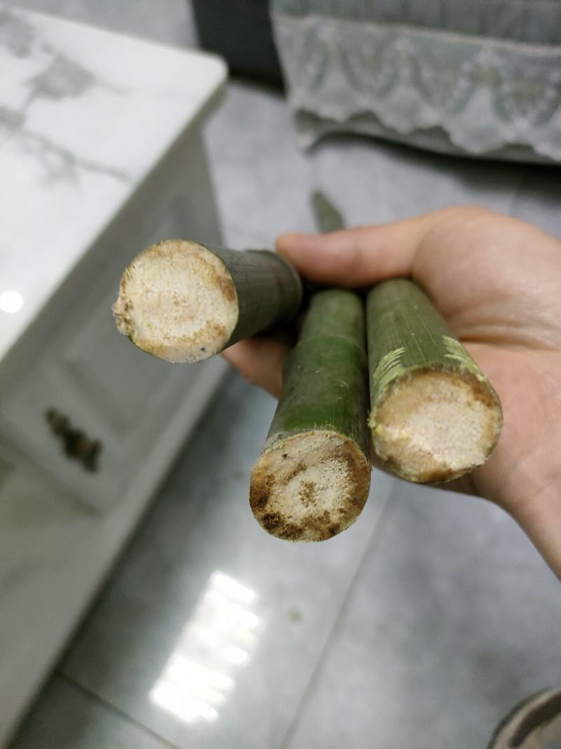 大量批发实心竹