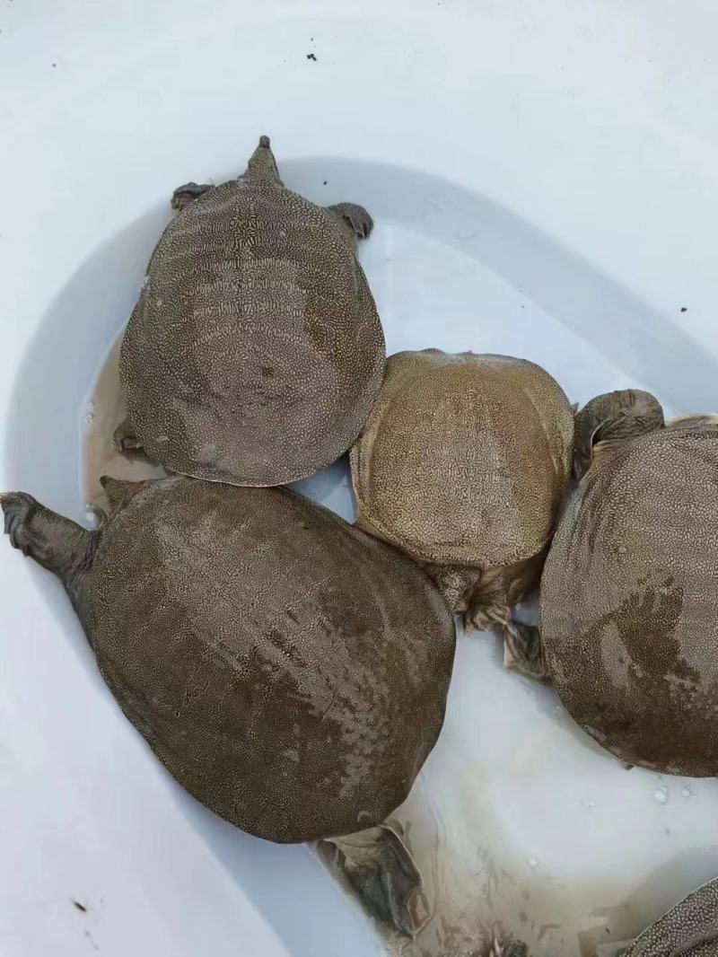 老甲鱼日本甲鱼，对接各地市场视频看货，货源充足，电联下单