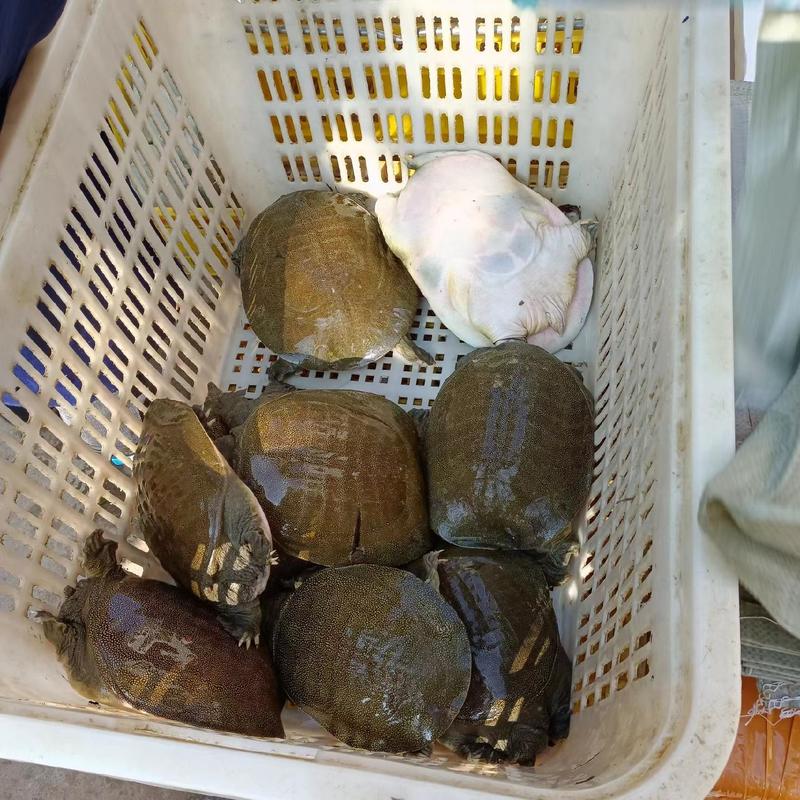 老甲鱼日本甲鱼，对接各地市场视频看货，货源充足，电联下单