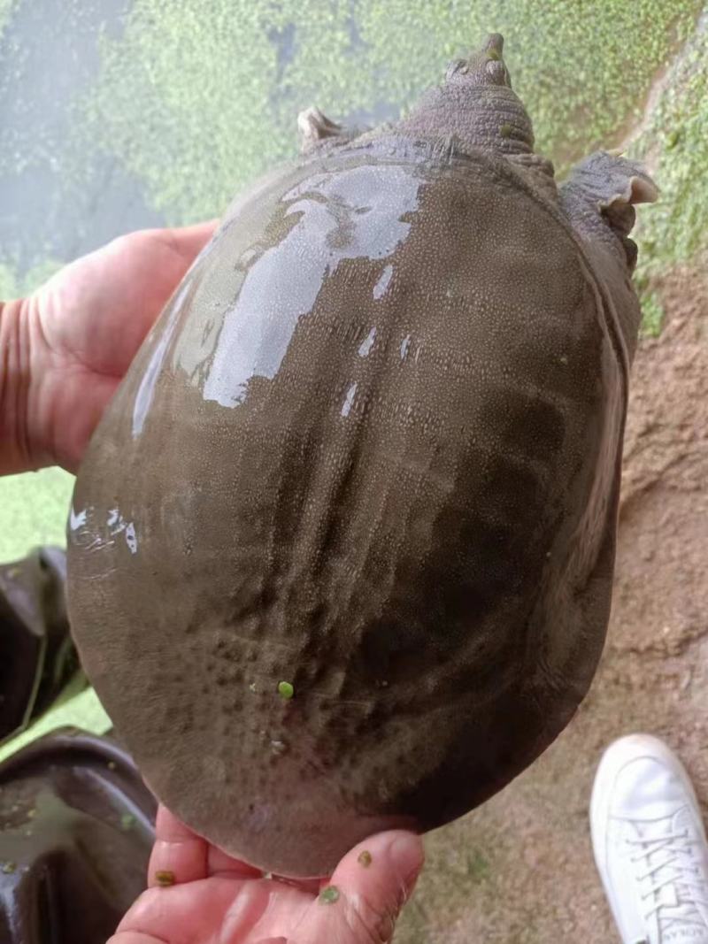 老甲鱼日本甲鱼，对接各地市场视频看货，货源充足，电联下单