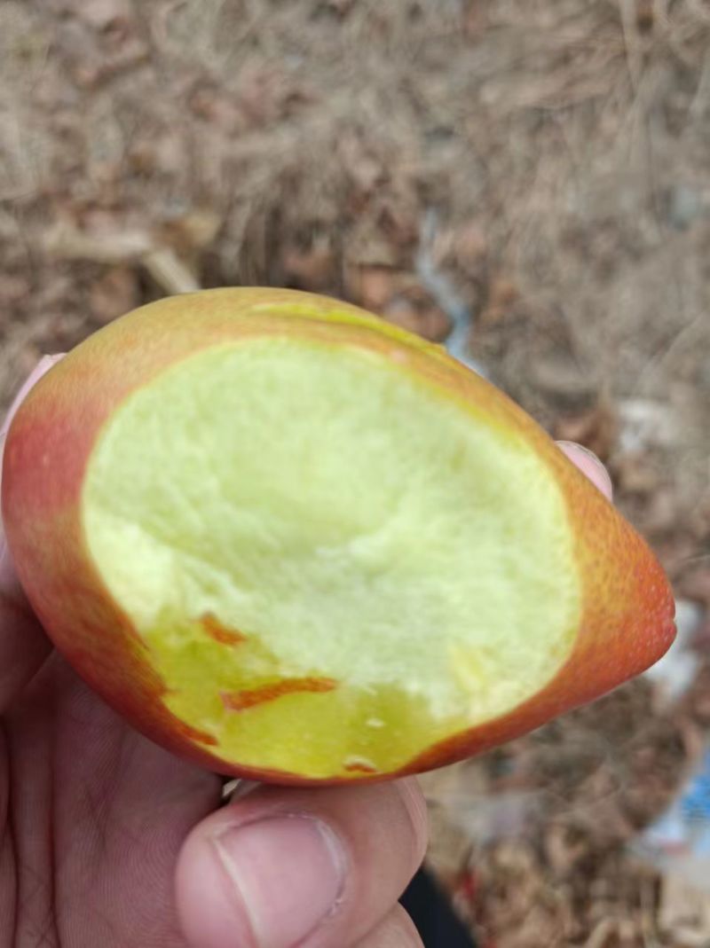 辽宁营口桃-中油油桃大量上市量大优惠欢迎咨询