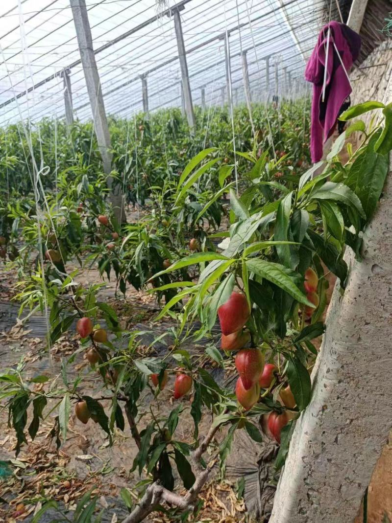 辽宁营口桃-中油油桃大量上市量大优惠欢迎咨询