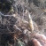 【牛】窟窿牙种苗，升麻种苗，苗圃直售，量大从优，技术指导