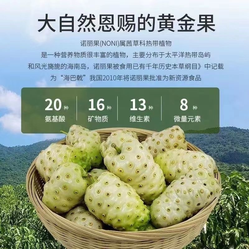 海南万宁精选优质诺丽果｛批发｝