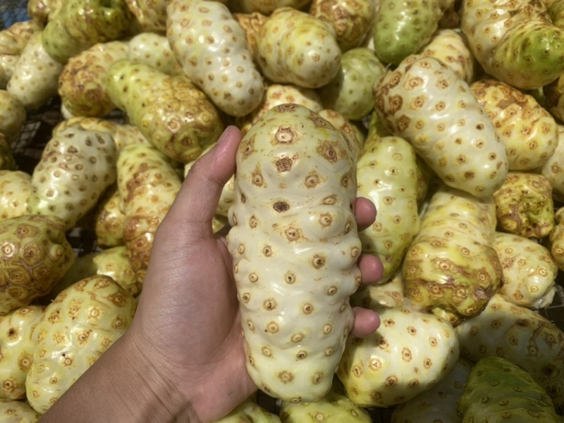 海南万宁精选优质诺丽果｛批发｝