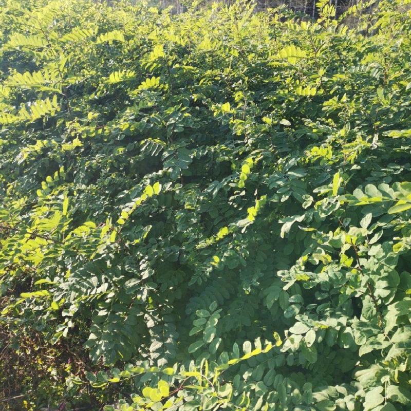【精品】刺槐苗，辽宁本溪恒仁贵龙苗圃直售，产量大价格优！
