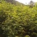【精品】刺槐苗，辽宁本溪恒仁贵龙苗圃直售，产量大价格优！