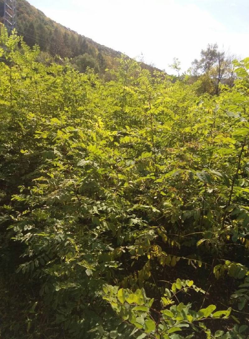 【精品】刺槐苗，辽宁本溪恒仁贵龙苗圃直售，产量大价格优！