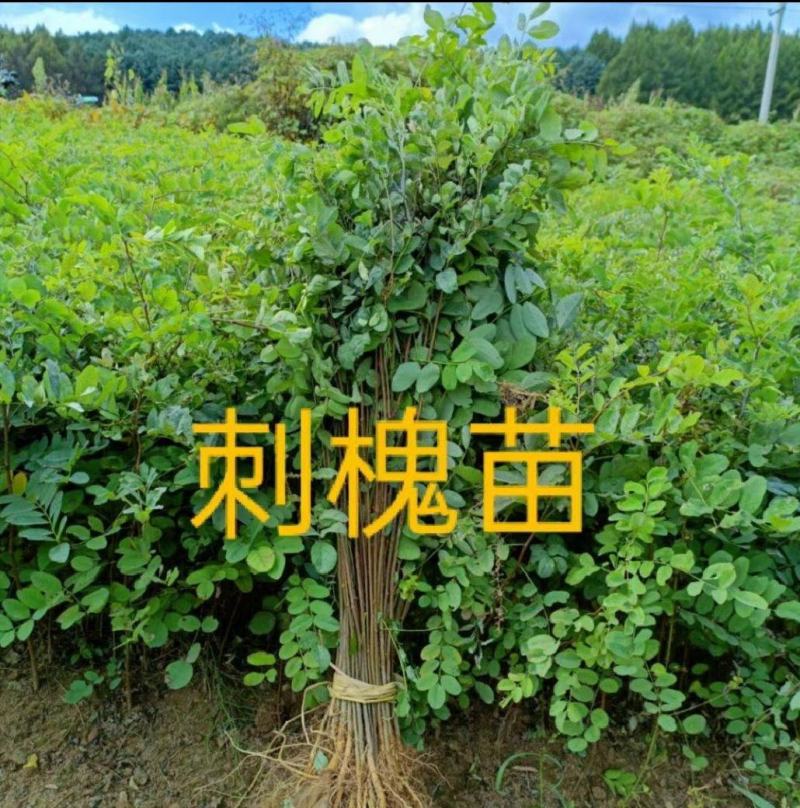 【精品】刺槐苗，辽宁本溪恒仁贵龙苗圃直售，产量大价格优！