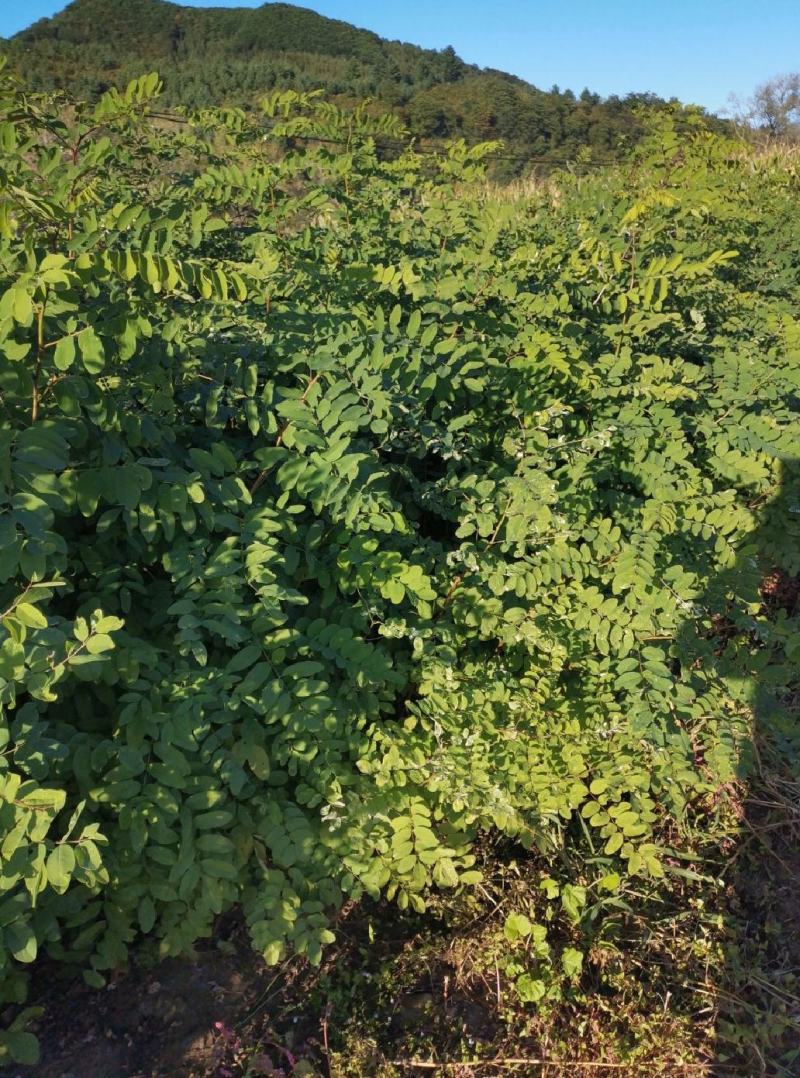 【精品】刺槐苗，辽宁本溪恒仁贵龙苗圃直售，产量大价格优！