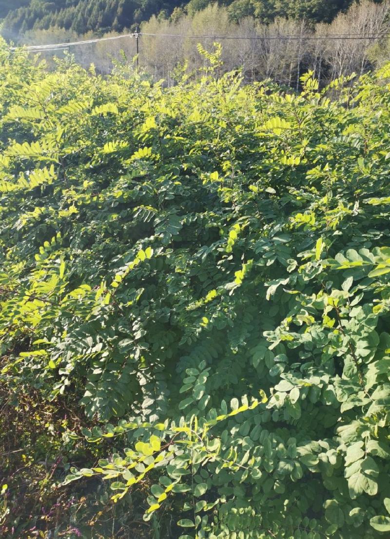 【精品】刺槐苗，辽宁本溪恒仁贵龙苗圃直售，产量大价格优！