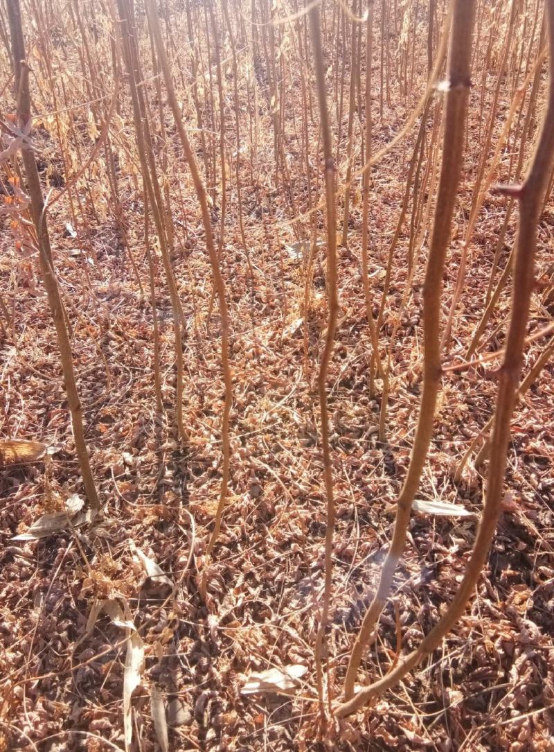 【精品】刺槐苗，辽宁本溪恒仁贵龙苗圃直售，产量大价格优！