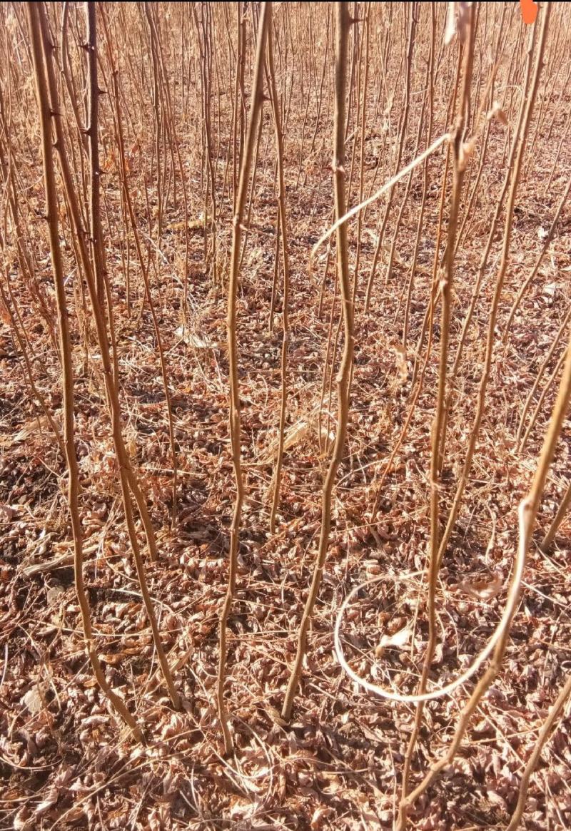 【精品】刺槐苗，辽宁本溪恒仁贵龙苗圃直售，产量大价格优！