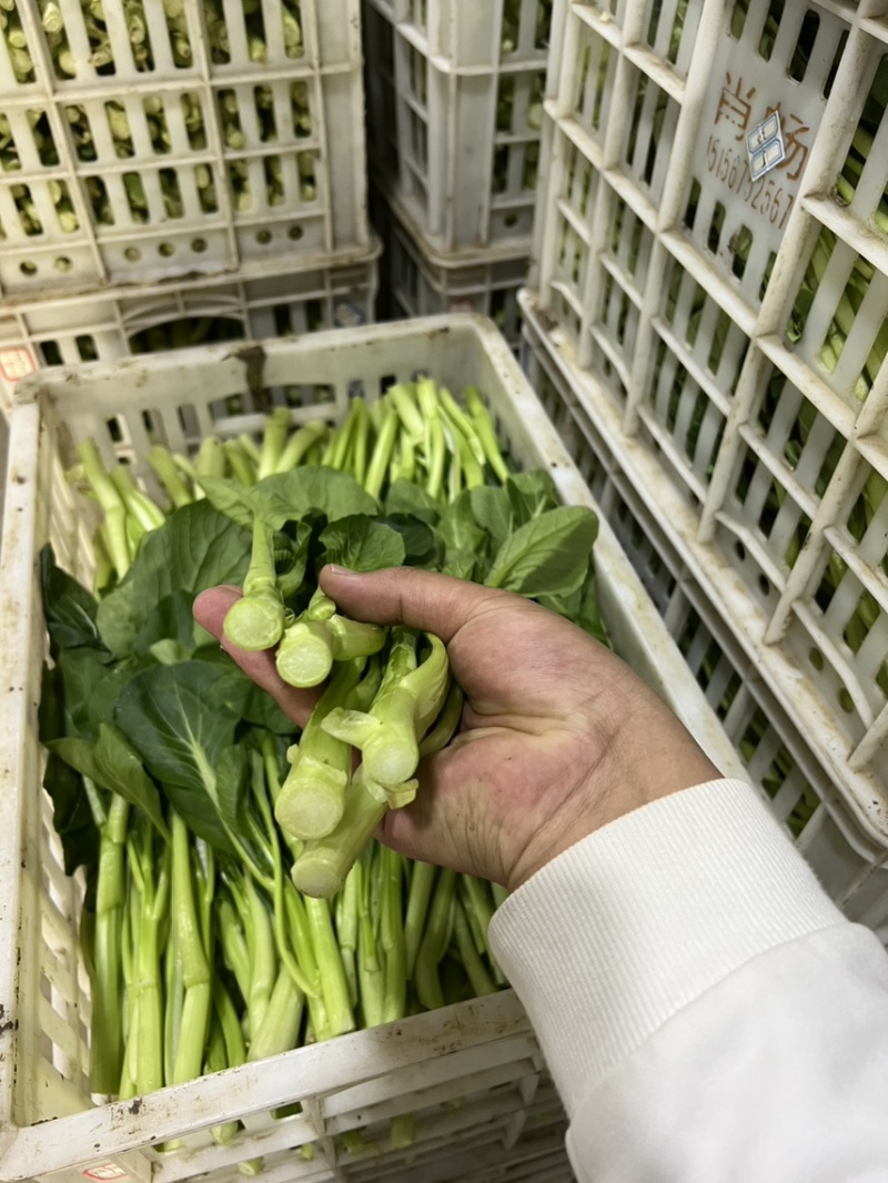 广东菜心，油菜苔万亩基地，大量上市，价格便宜欢迎联系