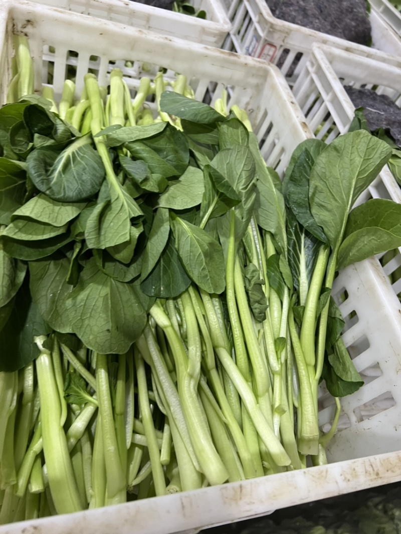 广东菜心，油菜苔万亩基地，大量上市，价格便宜欢迎联系