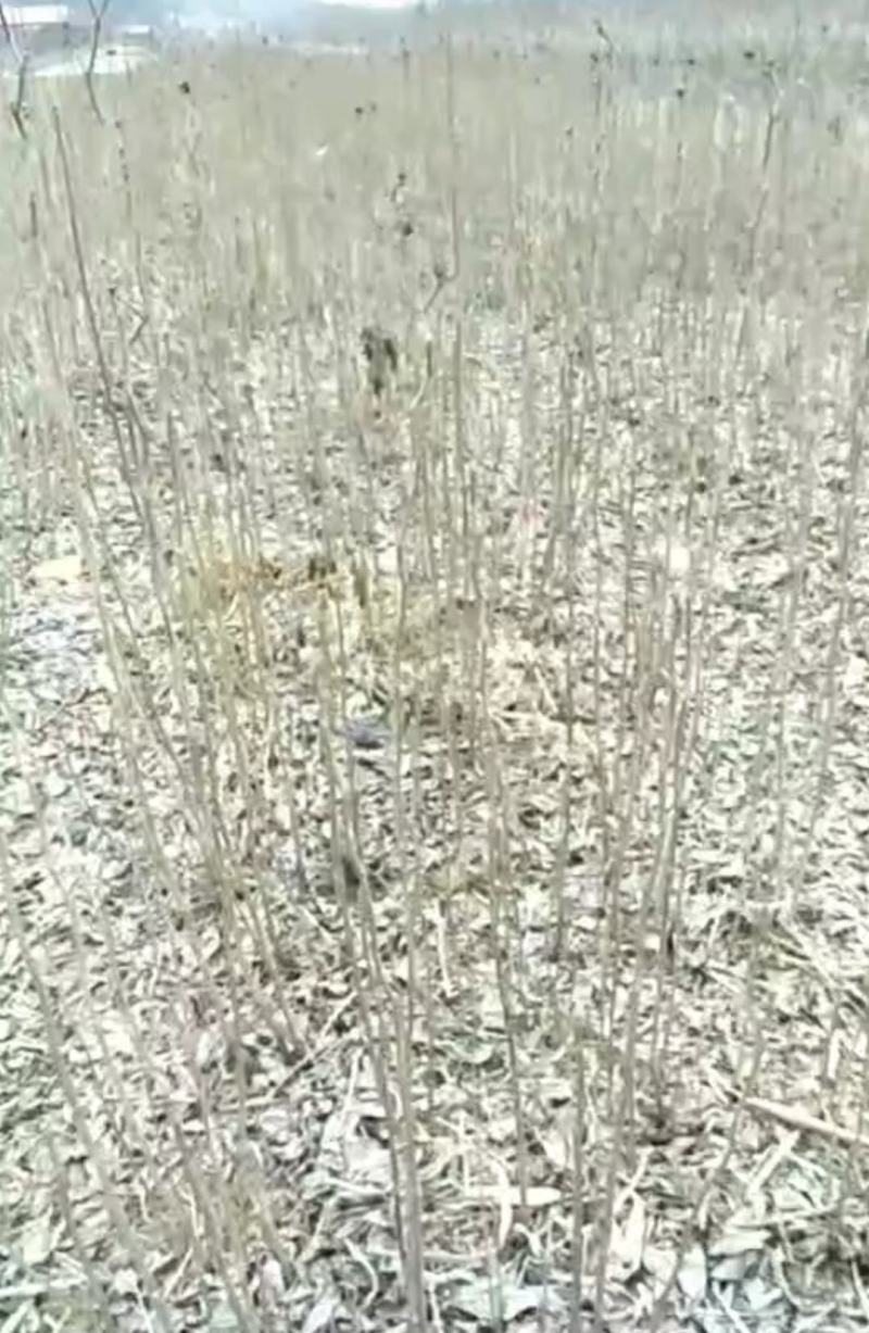【精品】长庚刺五加种苗，大量出货！可以基地看货，量大从优