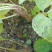 【精品】长庚刺五加种苗，大量出货！可以基地看货，量大从优