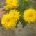 黄白菊，多头菊，独头菊，花期长基地直发寒衣节祭祀用菊花