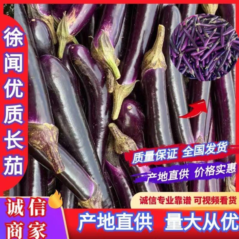 【优质】广东茄子长茄长期供货产地现货可视频看货