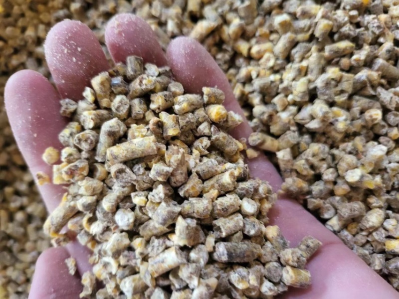 净梁精品碎玉米适用于原料鸡鸭鹅猪牛羊降低养殖成本