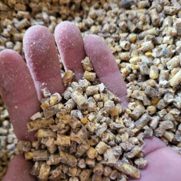 净梁精品碎玉米适用于原料鸡鸭鹅猪牛羊降低养殖成本