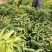 基地直发！大黄精！中药材黄精，中药根茎黄精