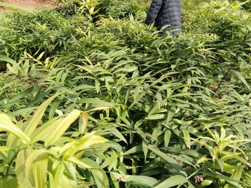基地直发！大黄精！中药材黄精，中药根茎黄精