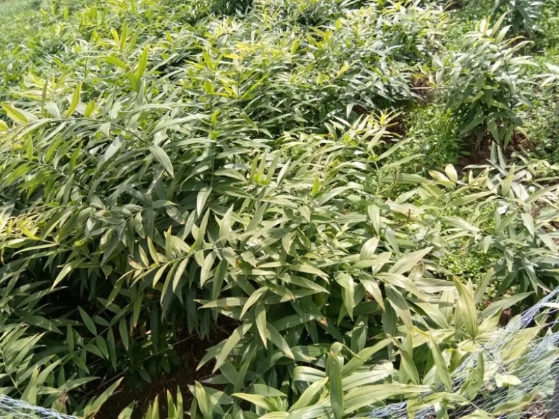 基地直发！大黄精！中药材黄精，中药根茎黄精