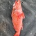 红石斑鱼头斑宝鱼红鱼海鱼新鲜海鱼石斑鱼肉嫩大眼鱼