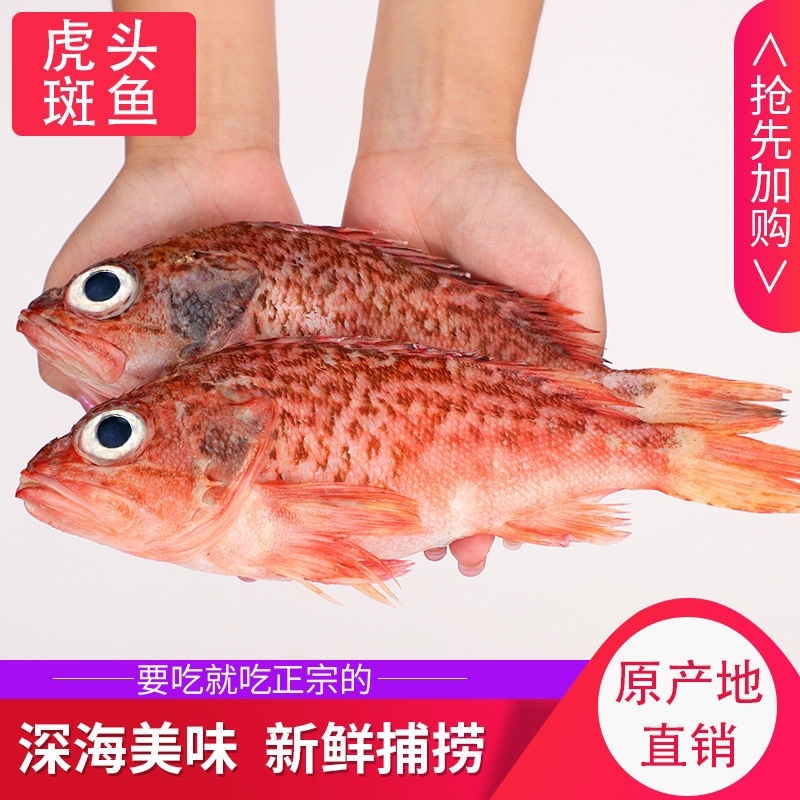 红石斑鱼头斑宝鱼红鱼海鱼新鲜海鱼石斑鱼肉嫩大眼鱼