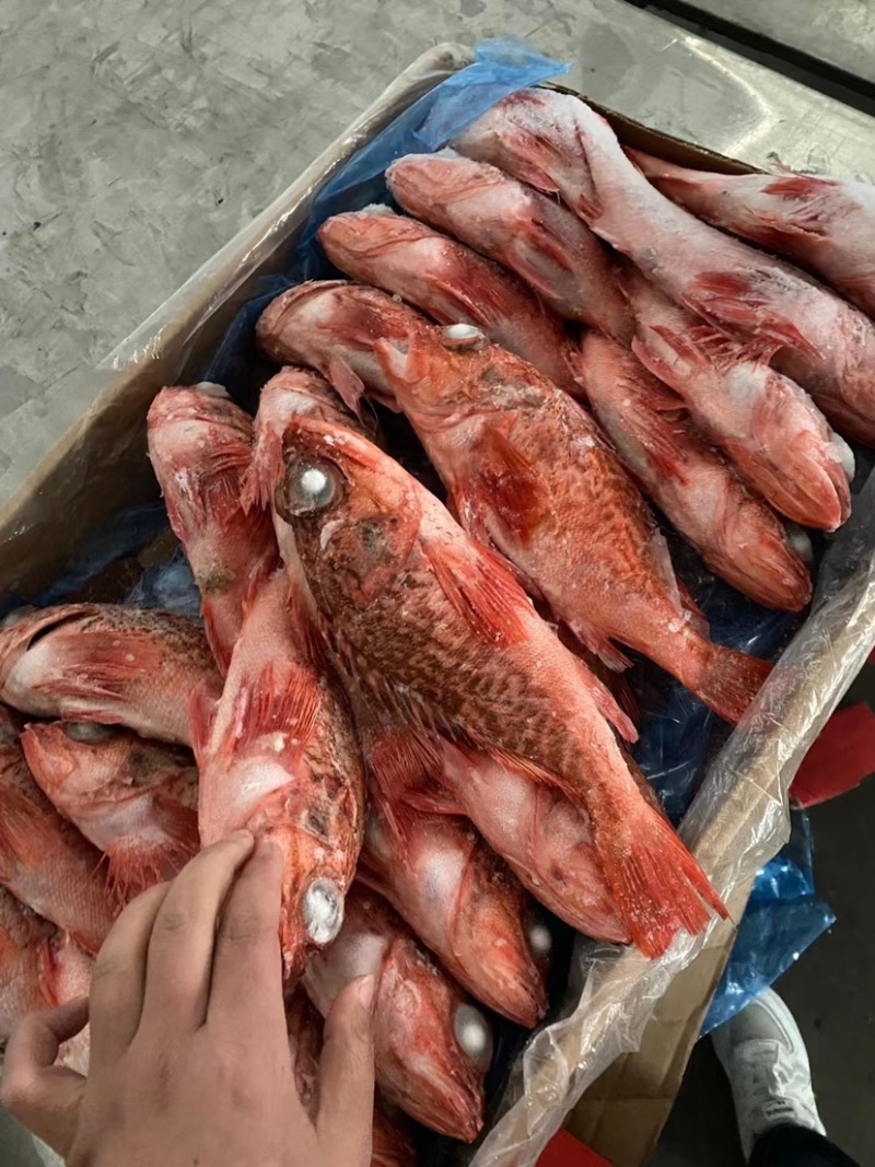 红石斑鱼头斑宝鱼红鱼海鱼新鲜海鱼石斑鱼肉嫩大眼鱼
