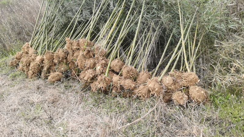 细叶乌头雷竹苗