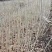 【精品】水曲柳苗子，基地种植基地直发，量大从优，价格优惠