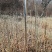 【精品】水曲柳苗子，基地种植基地直发，量大从优，价格优惠