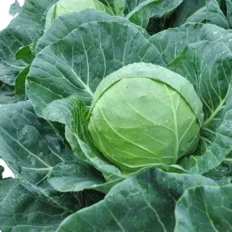 【精选】江苏徐州包菜铁头甘蓝大头菜有机甘蓝视频看货