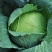 【精选】江苏徐州包菜铁头甘蓝大头菜有机甘蓝视频看货